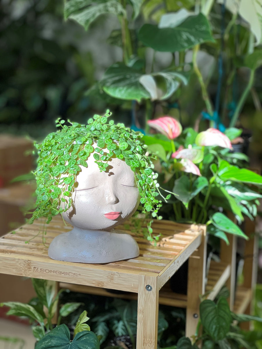 All Products – We Love Plants LLC