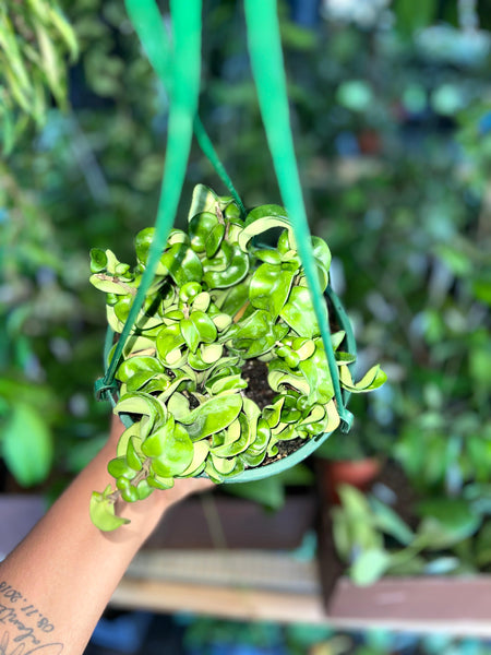 HOYA COMPACTA 6"