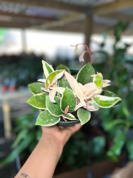 HOYA KRIMSON QUEEN 6"