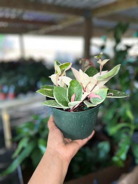 HOYA KRIMSON QUEEN 6"