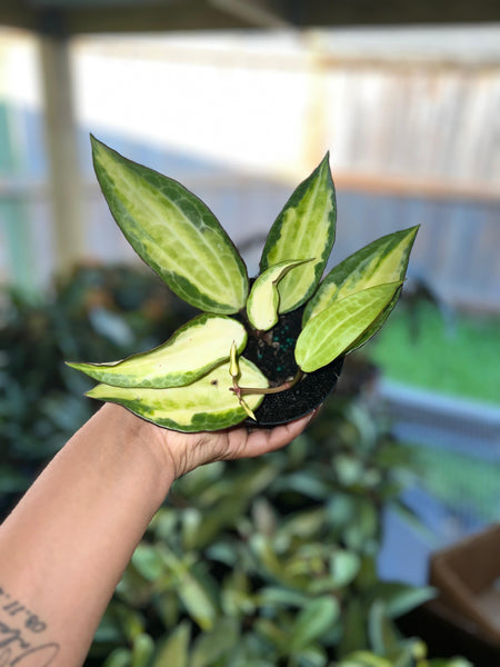HOYA MACROPHYLLA POT OF GOLD 4"