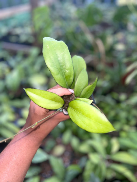 HOYA FITCHI X BLACK MARGIN 3"