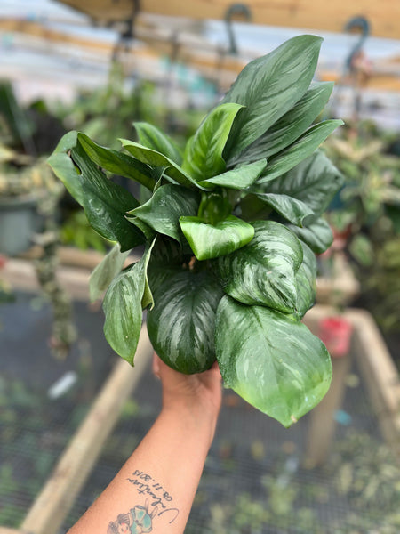 SCINDAPSUS OFFICINALIS 6"