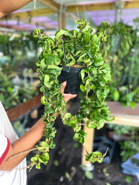 HOYA COMPACTA GREEN 8"