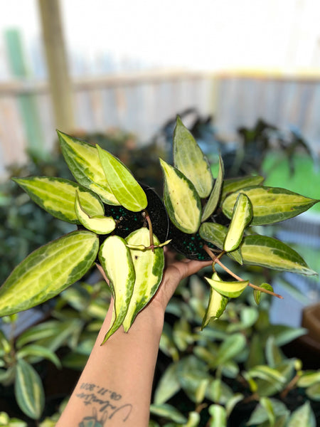 HOYA MACROPHYLLA POT OF GOLD 4"