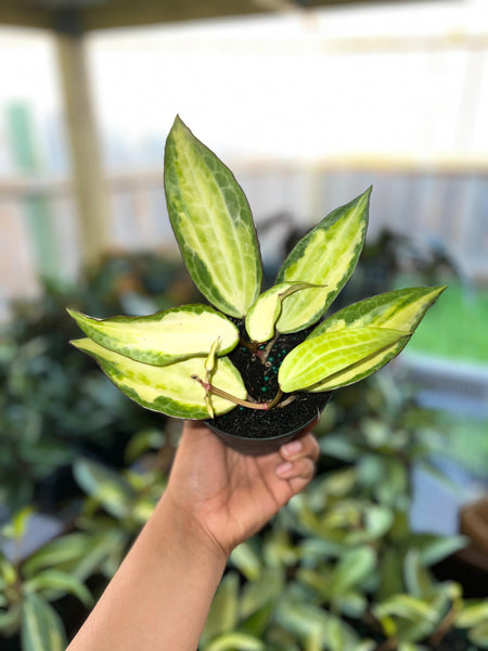 HOYA MACROPHYLLA POT OF GOLD 4"