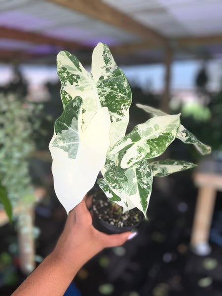 ALOCASIA FRYDEK VAR 4"