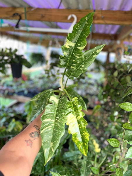 PHILODENDRON RING OF FIRE 4"