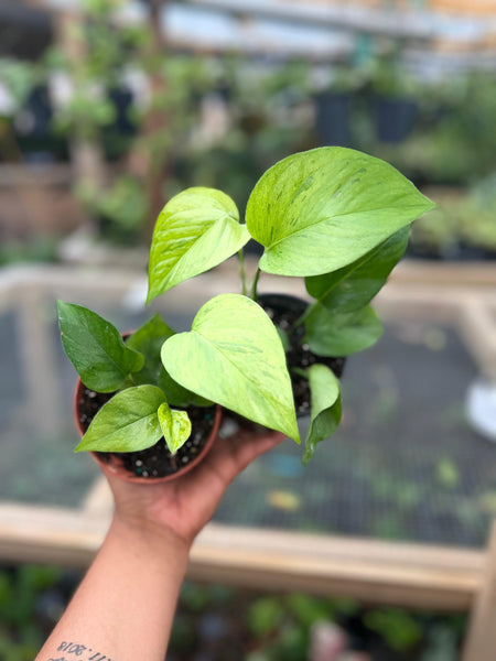 POTHOS JESENIA 4"