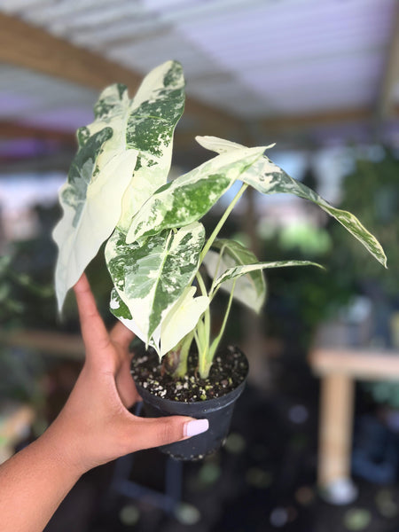 ALOCASIA FRYDEK VAR 4"