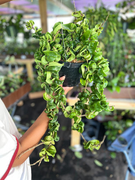 HOYA COMPACTA GREEN 8"