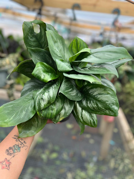 SCINDAPSUS OFFICINALIS 6"