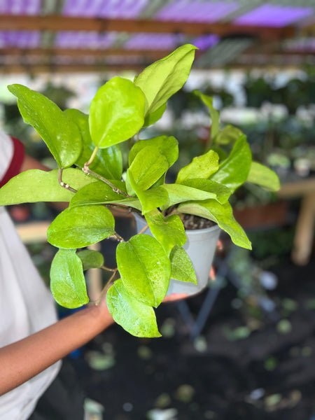 HOYA SURIGAOENSIS 6"
