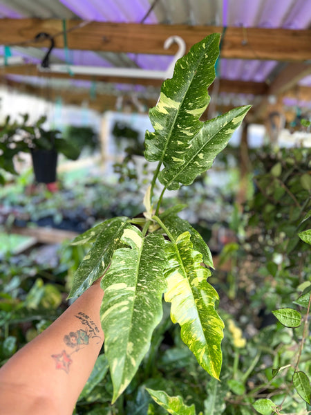 PHILODENDRON RING OF FIRE 4"