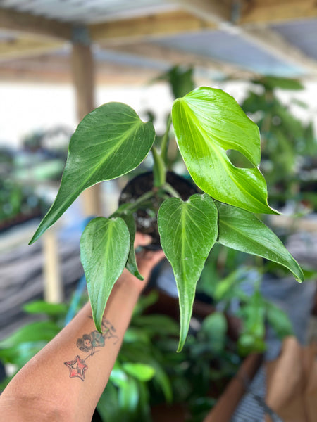 MONSTERA BURLEMAX FLAME 6" (SPECIAL PRICE)