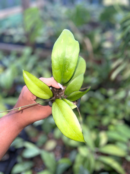 HOYA FITCHI X BLACK MARGIN 3"