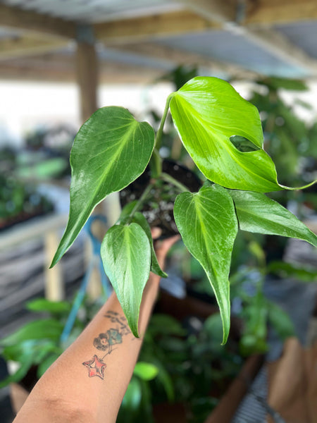 MONSTERA BURLEMAX FLAME 6" (SPECIAL PRICE)