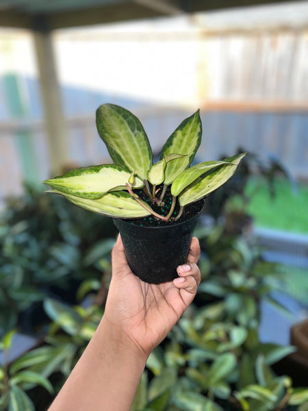 HOYA MACROPHYLLA POT OF GOLD 4"