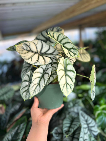ALOCASIA SILVER DRAGON 6"