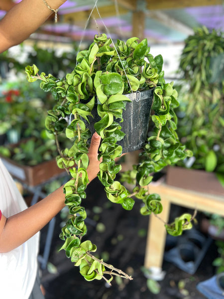 HOYA COMPACTA GREEN 8"