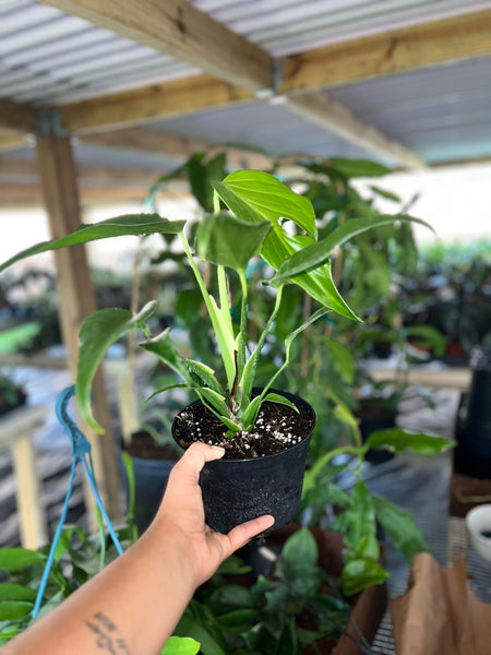 MONSTERA BURLEMAX FLAME 6" (SPECIAL PRICE)