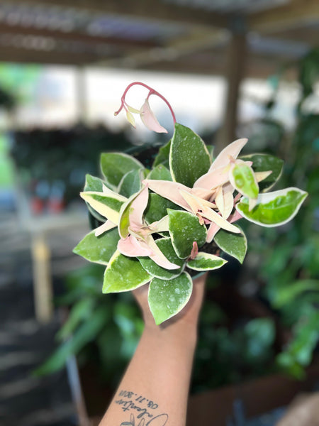 HOYA KRIMSON QUEEN 6"