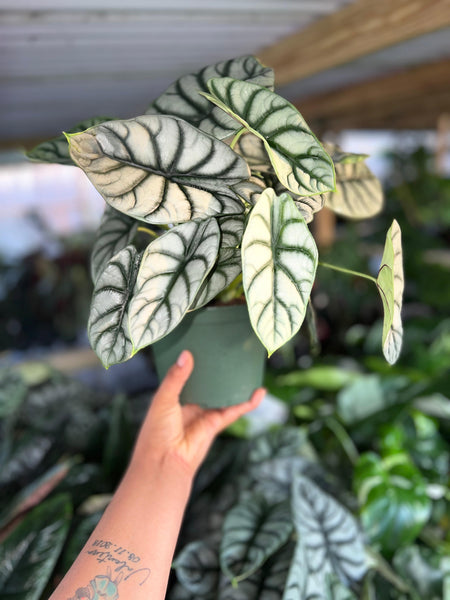 ALOCASIA SILVER DRAGON 6"