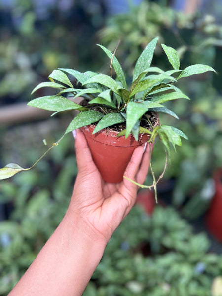 HOYA PARVIFLORA 4"