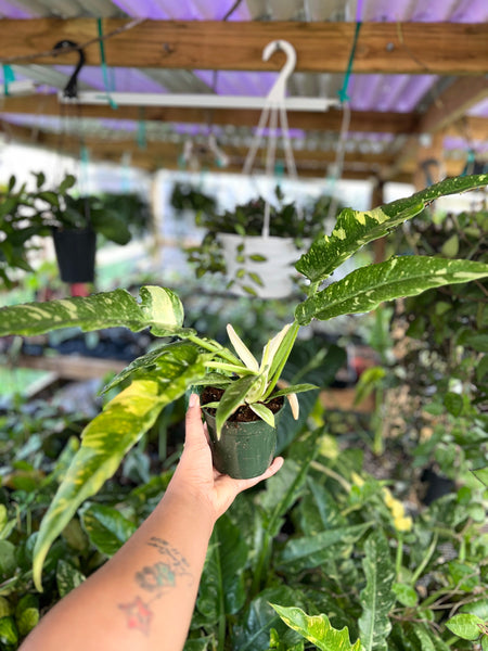 PHILODENDRON RING OF FIRE 4"