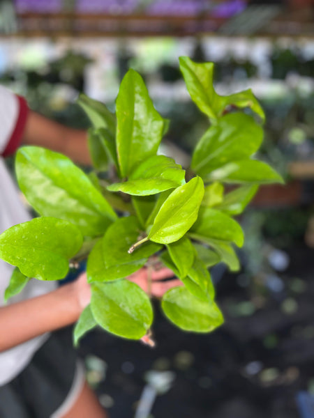HOYA SURIGAOENSIS 6"
