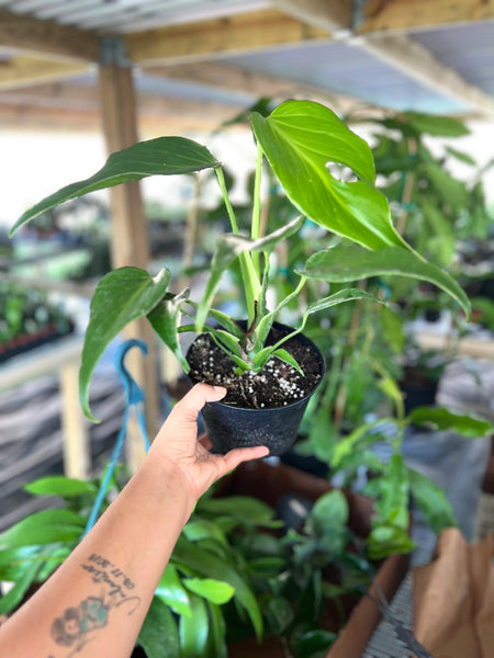 MONSTERA BURLEMAX FLAME 6" (SPECIAL PRICE)