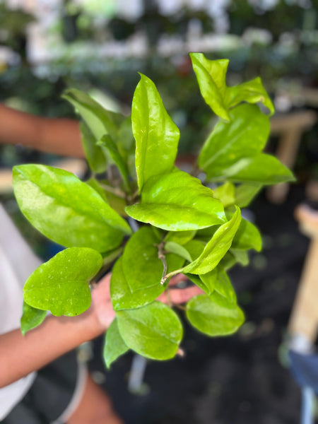 HOYA SURIGAOENSIS 6"