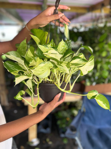POTHOS MANJULA 6"