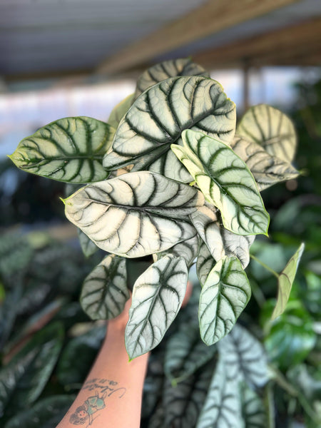 ALOCASIA SILVER DRAGON 6"