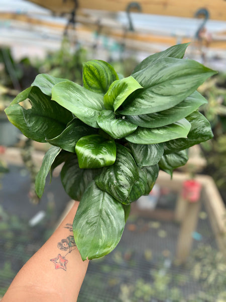 SCINDAPSUS OFFICINALIS 6"