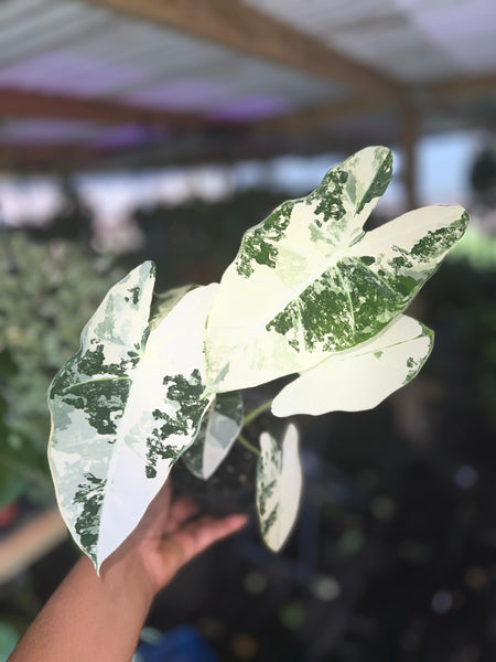 ALOCASIA FRYDEK VAR 4"