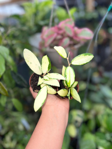 HOYA ACUTA INNER VAR 2"