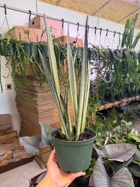 SANSEVERIA BANTEL SENSATION 6" GROWER CHOICES