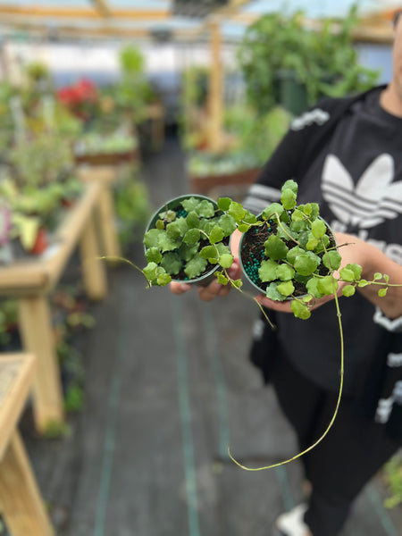 HOYA ENDUAENSIS 4"