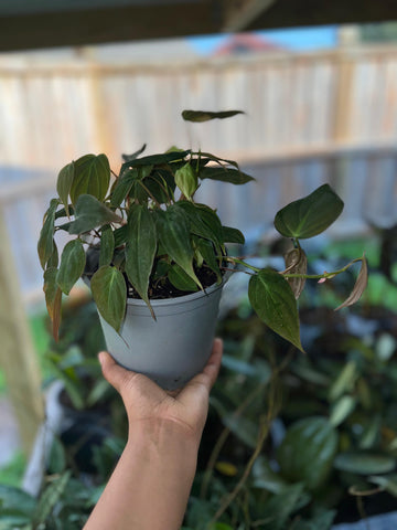 PHILODENDRON MICANS 6"