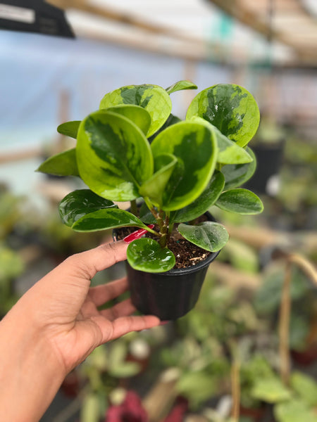 PEPEROMIA OBTUSIFOLIA LEMON 4"