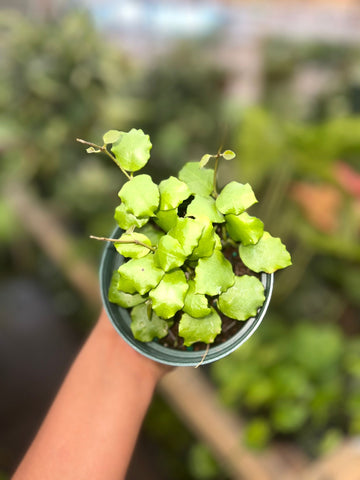 HOYA ENDAUENSIS 4"