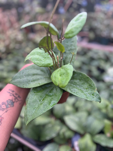 HOYA GLABRA 4"