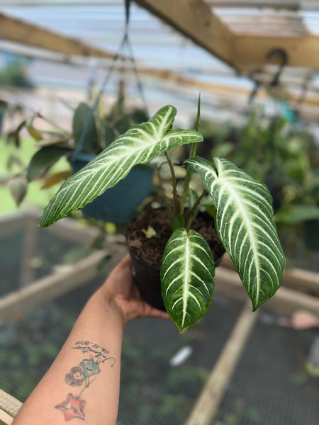 XANTHOSOMA LINDENI 6"