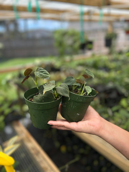 PHILODENDRON LUPINUM 4"