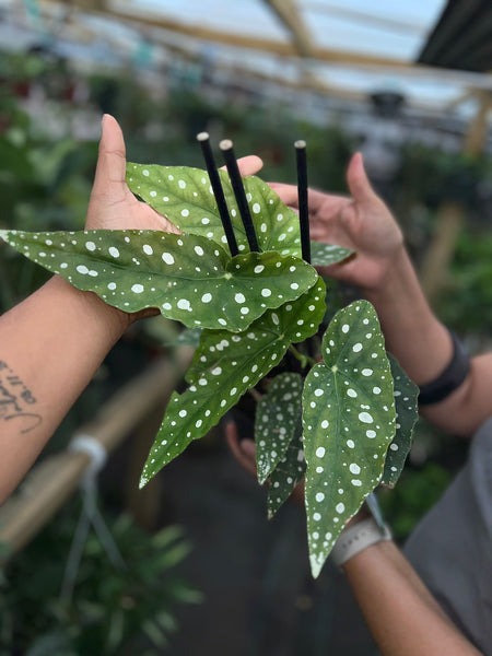 BEGONIA MACULATA 6"