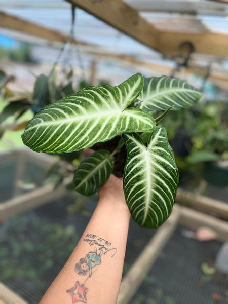 XANTHOSOMA LINDENI 6"