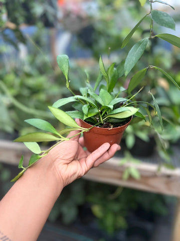 HOYA 'NONA' 4"