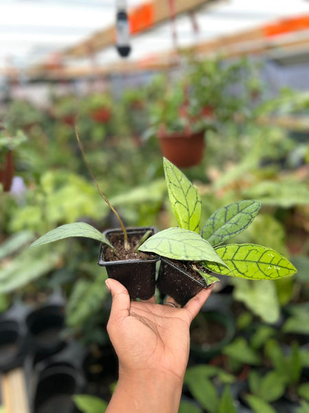 HOYA CALLISTOPHYLLA BLACK MARGIN 3"