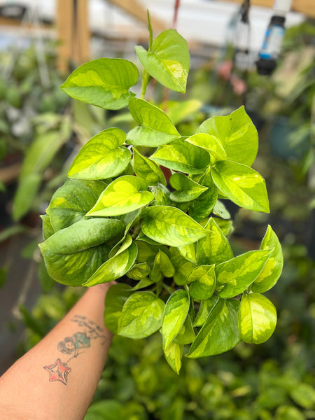 POTHOS GLOBAL GREEN 6"